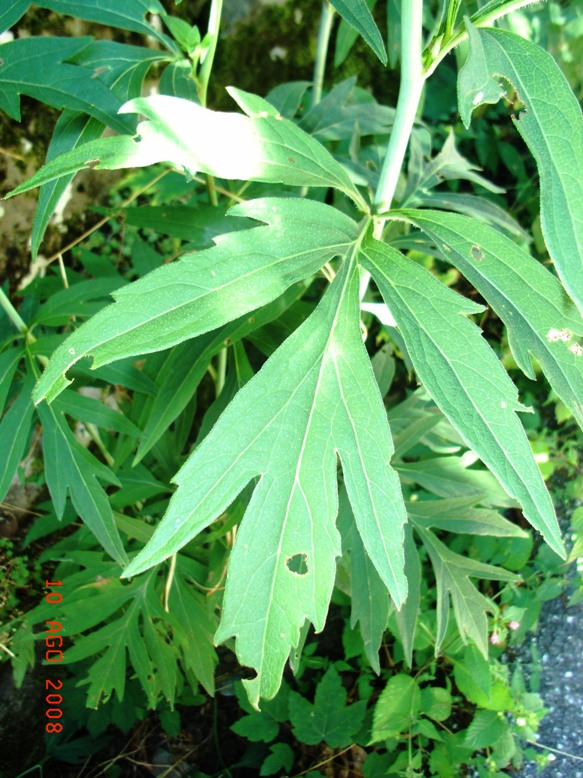 Rudbeckia laciniata